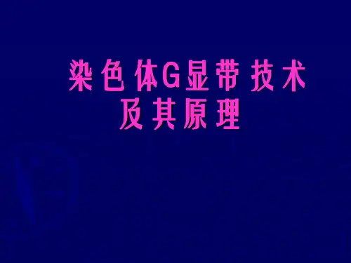 染色体G显带技术及其原理共46页文档