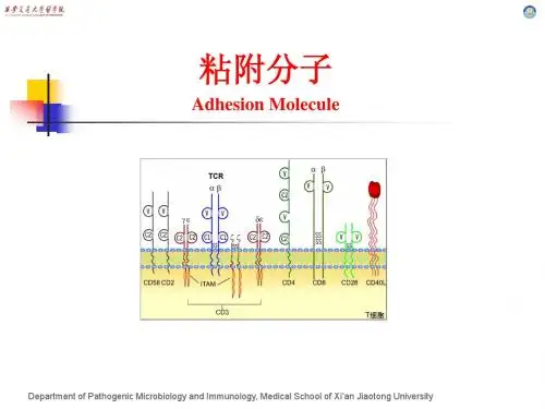 粘附分子