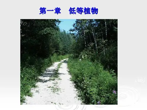 1低等植物(藻_菌_地衣)