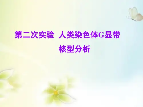 实验G显带核型分析 实验课件