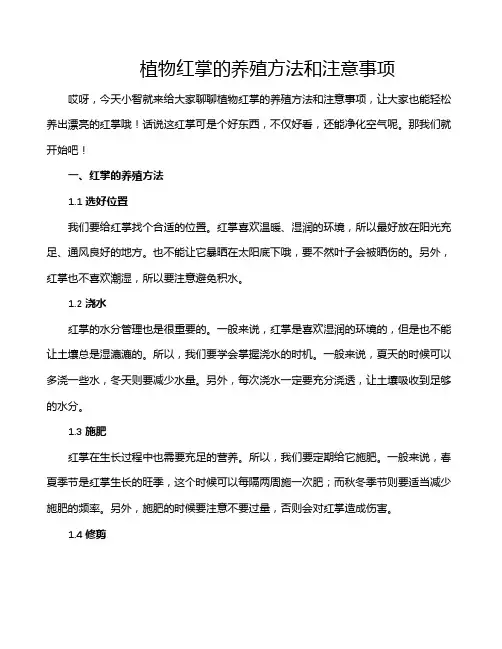 植物红掌的养殖方法和注意事项