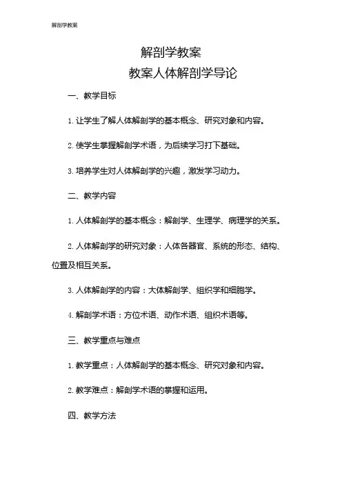 解剖学教案