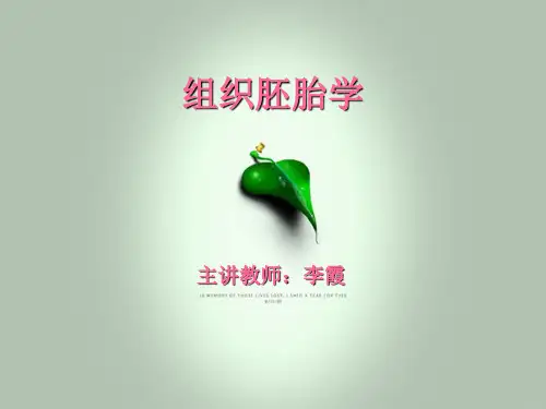 结缔组织ppt