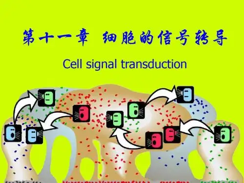 激活蛋白激酶A的活性⑤环腺苷酸磷酸二酯酶