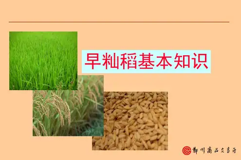 早籼稻基础知识