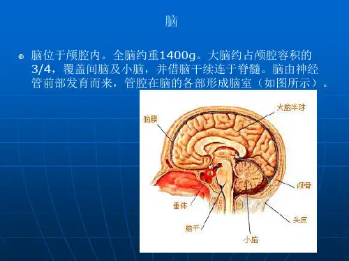 脑部详细解剖图解