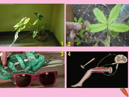 八年级生物下册第4章生物的类群4.2动物_探究水蚤对光照强度的反应实验课件沪教版ppt