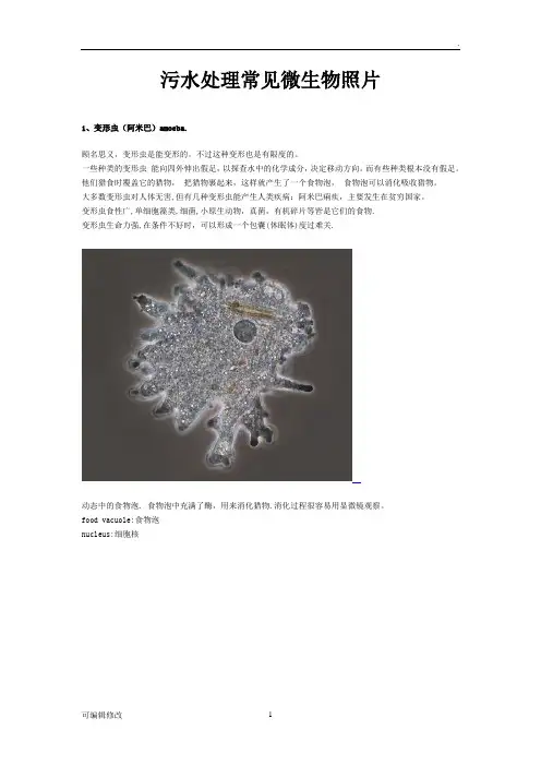 水中常见微生物图谱