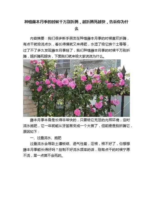 种植藤本月季的时候千万别折腾，越折腾死越快，告诉你为什么