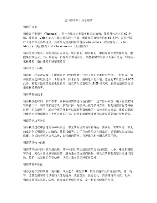 速写葡萄知识点总结图