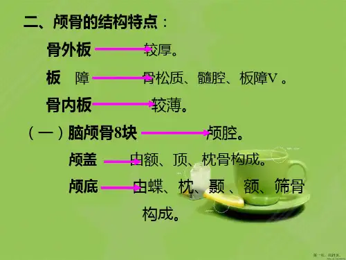 解剖学颅骨及其连结