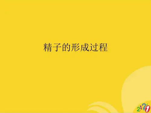 精子的形成过程标准文档ppt