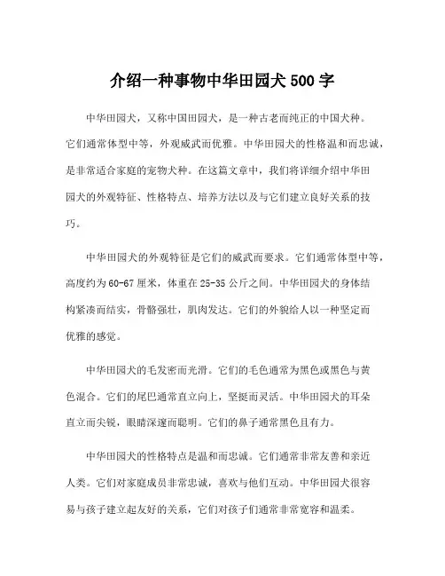 介绍一种事物中华田园犬500字
