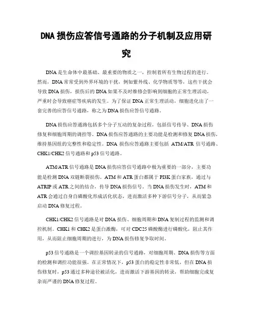 DNA损伤应答信号通路的分子机制及应用研究