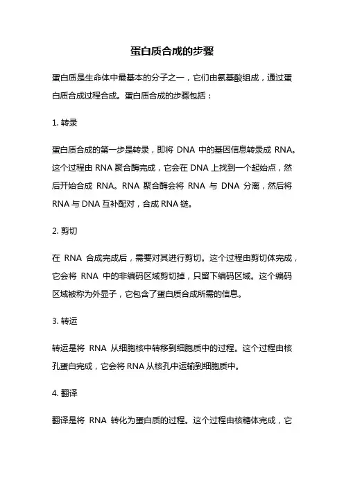 蛋白质合成的步骤