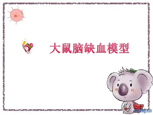 大鼠缺血模型