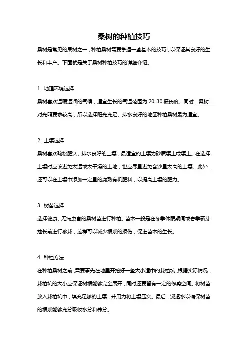 桑树的种植技巧