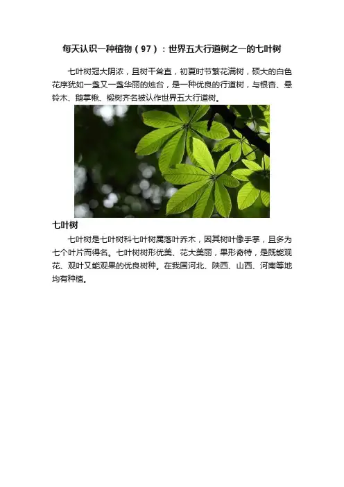 每天认识一种植物（97）：世界五大行道树之一的七叶树