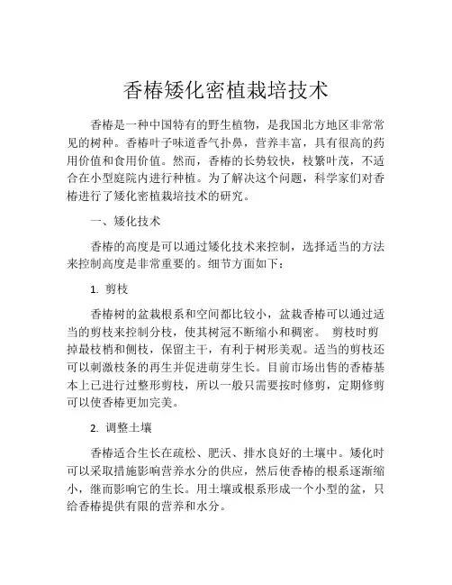香椿矮化密植栽培技术