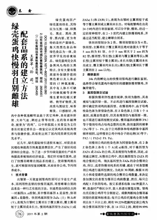 绿壳蛋鸡快慢羽自别雌雄配套品系的建立方法