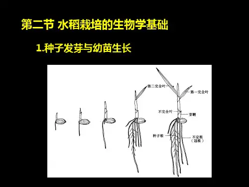 第二节 水稻的栽培的生物学基础