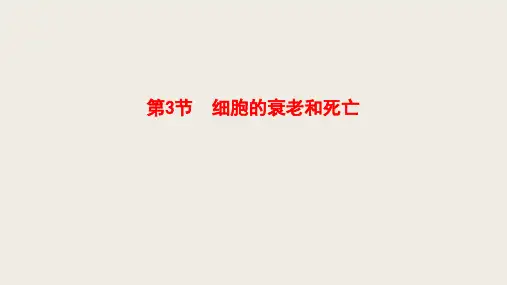 2022-2023学年  人教版  必修一 细胞的衰老和死亡  课件(27张)