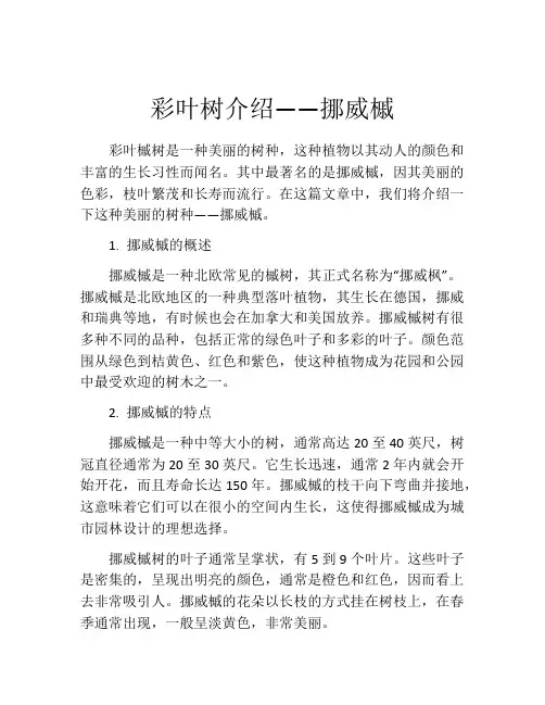 彩叶树介绍——挪威槭