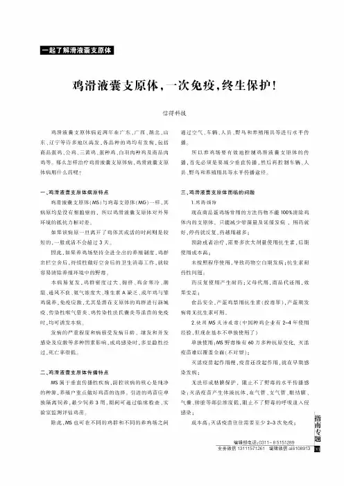 鸡滑液囊支原体,一次免疫,终生保护!