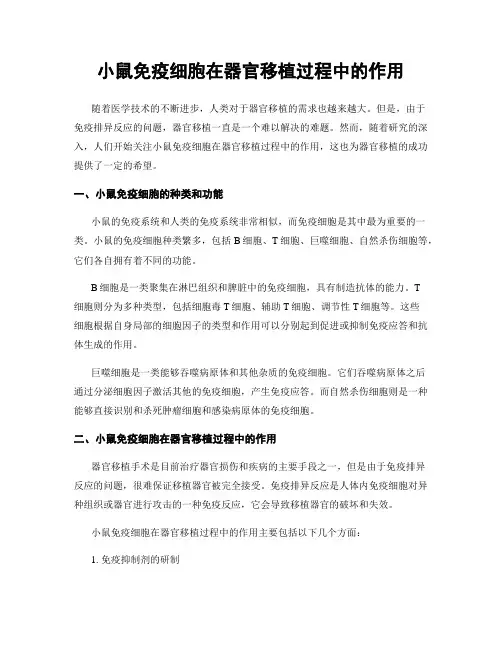 小鼠免疫细胞在器官移植过程中的作用