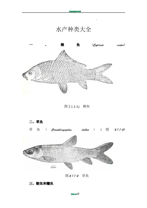 水产种类大全
