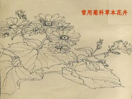 【大宇整理】常用菊科草本花卉