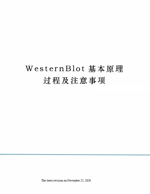 WesternBlot基本原理过程及注意事项