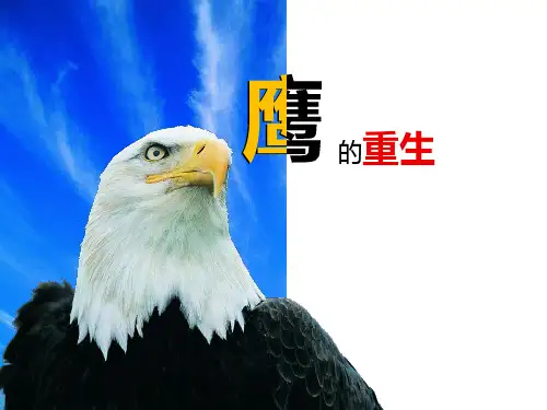 鹰的重生 PPT