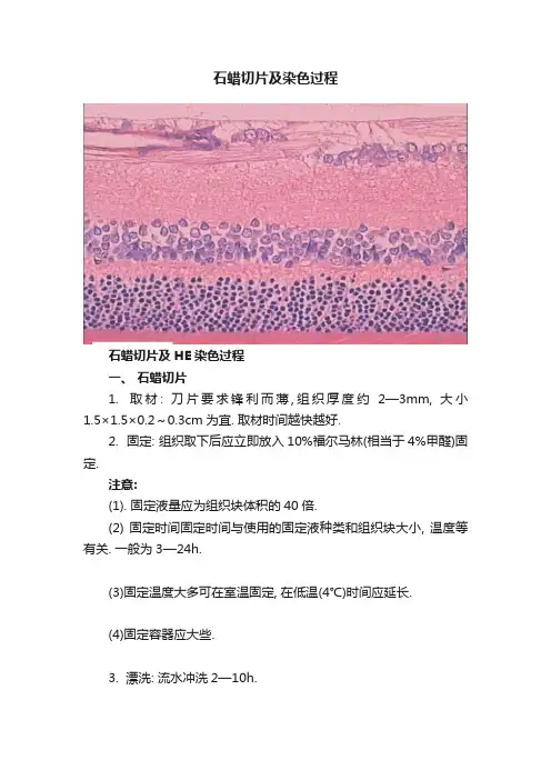 石蜡切片及染色过程