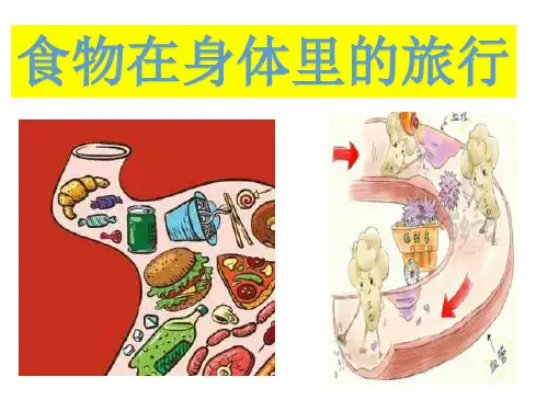 四年级上册科学课件-4.5食物在体内的旅行 教科版(共14张PPT)