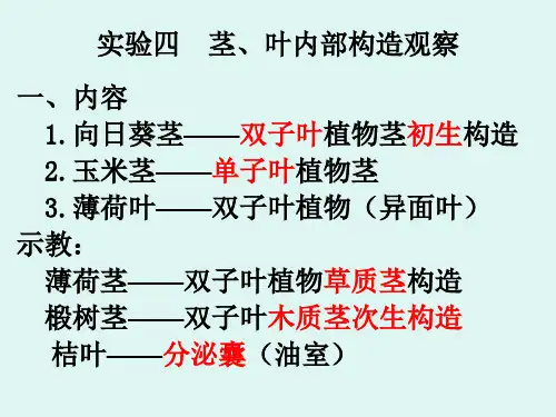 药用植物学课件 实验4观察茎