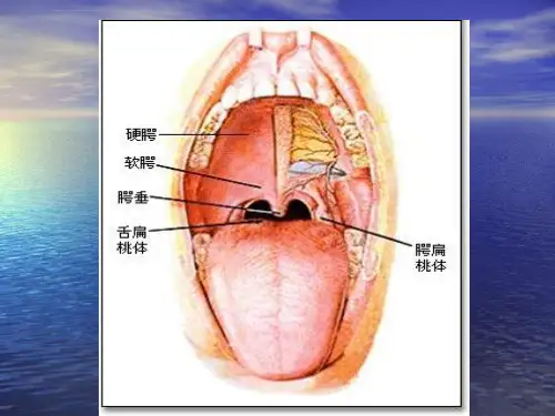 慢性扁桃体炎病人的护理教学查房PPT课件