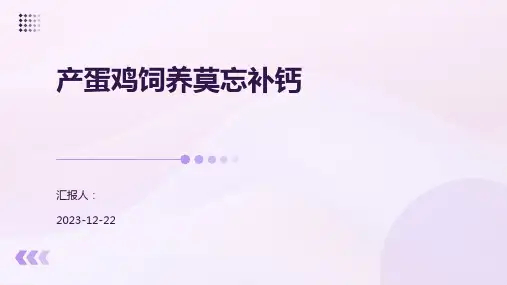 产蛋鸡饲养莫忘补钙