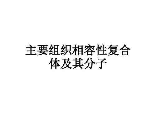 组织相容性复合体
