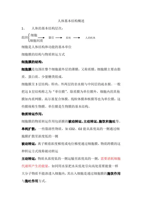 人体基本结构概述