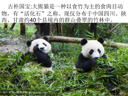 中国十大濒危动物