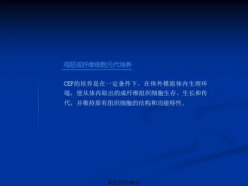 鸡胚成纤维细胞制备.pptx
