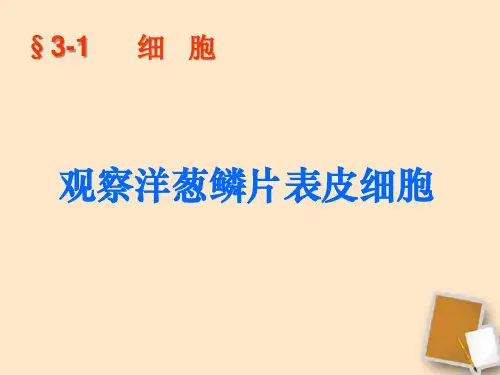 七年级生物上册 观察洋葱鳞片表皮细胞 北京课改版精品PPT课件