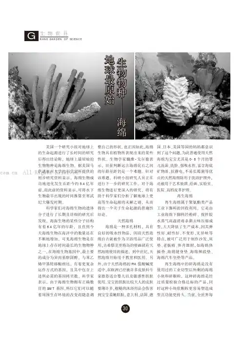 地球最原始生物物种——海绵