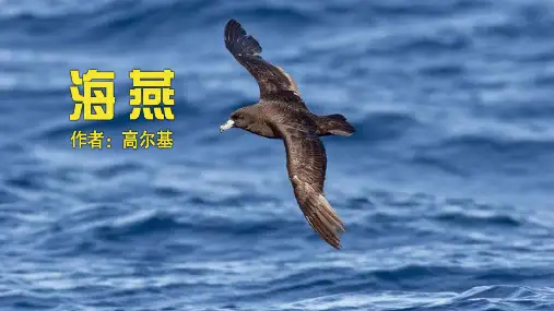 海燕 课件(31张PPT)新