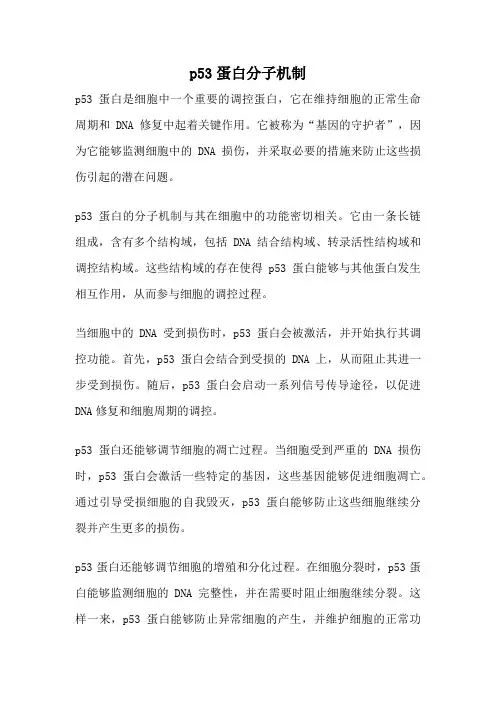 p53蛋白分子机制