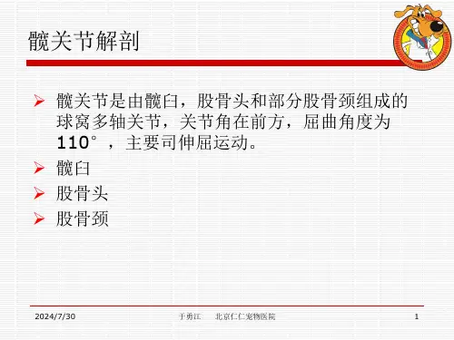 犬髋关节发育不良