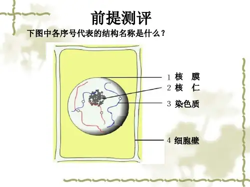 细胞的增殖(44张PPT)