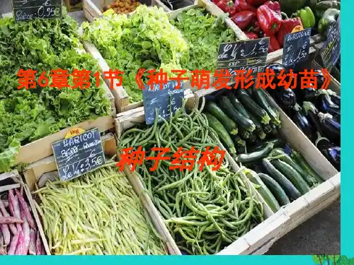 七年级生物上册第3单元第6章第1节种子萌发形成幼苗全国公开课一等奖百校联赛微课赛课特等奖PPT课件