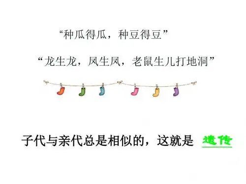 苏教版高中生物必修二：3.1基因分离定律课件